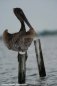 Nature Photography - Pelican