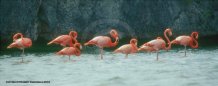 Photograph of Pink Flamingos