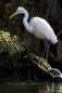 Nature Photography - Egret