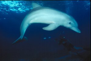Bottlenose Dolphin Photo