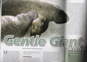 Gentle Giant Magazine Article