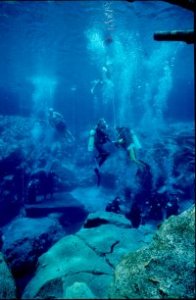 Cypress Springs Underwater Photo