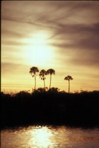 Sunset Photograph with Palms