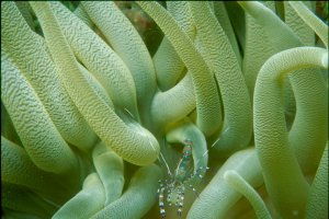 Spotted Coral Shrimp