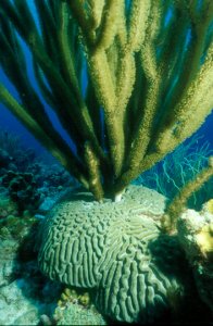 Brain Coral with Black Sea Rods