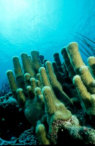 Pillar Coral