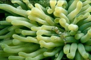 Spotted Coral Shrimp