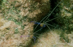 Pederson Coral Shrimp
