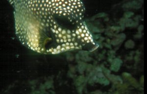 Spotted Trunk Fish