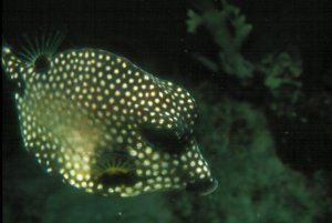 Spotted Trunk Fish