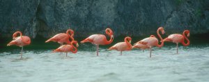 Gotomeer Flamingos