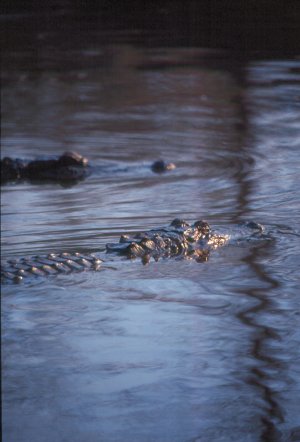 Alligator Photo