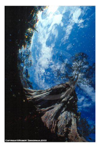 Aquatic Landscapes 10 Art Print