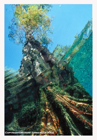 Aquatic Landscapes 11 Art Print