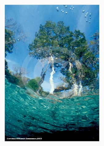 Aquatic Landscapes 1 Art Print