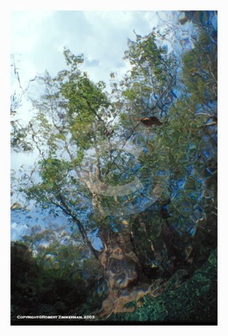 Aquatic Landscapes 2 Art Print