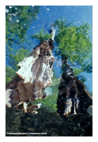 Aquatic Landscapes 7 Art Print