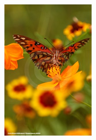 Bees, Butterflies, Flowers 10 Art Print