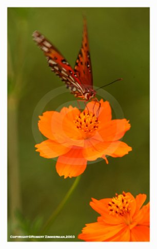 Bees, Butterflies, Flowers 11 Art Print