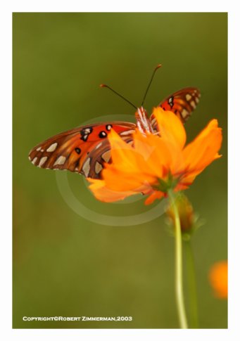 Bees, Butterflies, Flowers 12 Art Print