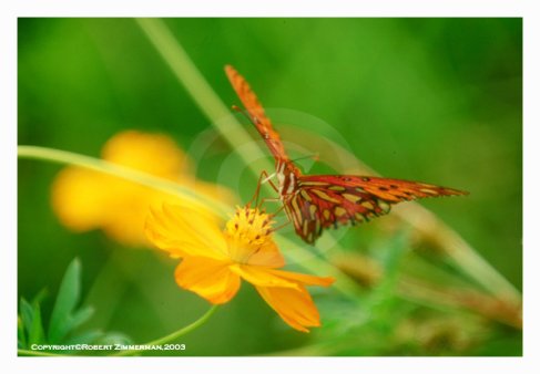 Bees, Butterflies, Flowers 14 Art Print