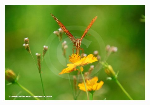 Bees, Butterflies, Flowers 15 Art Print