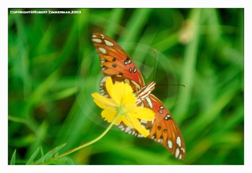 Bees, Butterflies, Flowers 16 Art Print