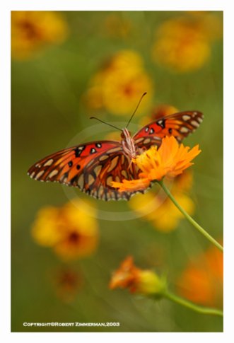 Bees, Butterflies, Flowers 1 Art Print