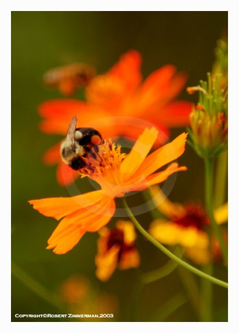 Bees, Butterflies, Flowers 2 Art Print