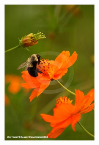 Bees, Butterflies, Flowers 3 Art Print