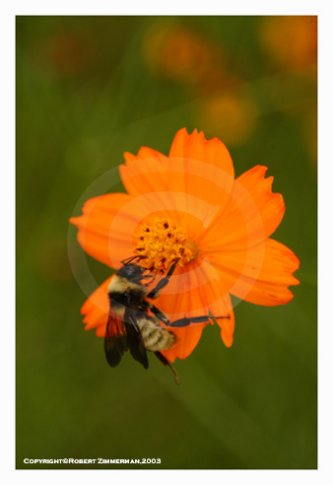 Bees, Butterflies, Flowers 5 Art Print
