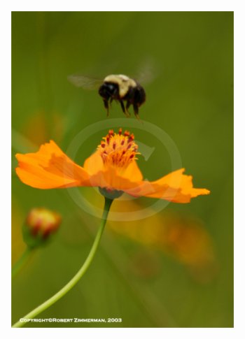 Bees, Butterflies, Flowers 6 Art Print
