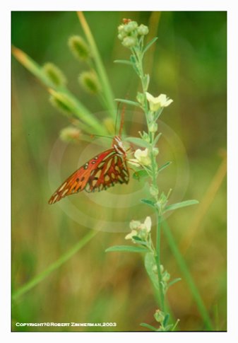 Bees, Butterflies, Flowers 7 Art Print