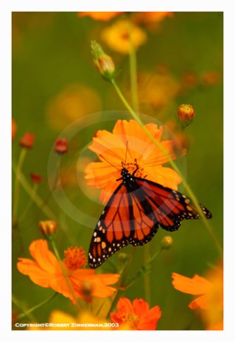 Bees, Butterflies, Flowers 8 Art Print