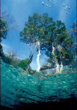 Fine Art Underwater Photography