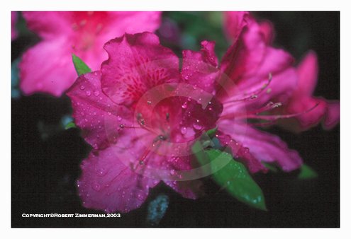 Flowers 11 Art Print