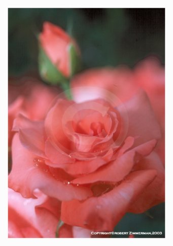 Flowers 2 Art Print