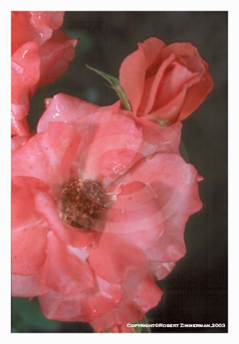 Flowers 3 Art Print