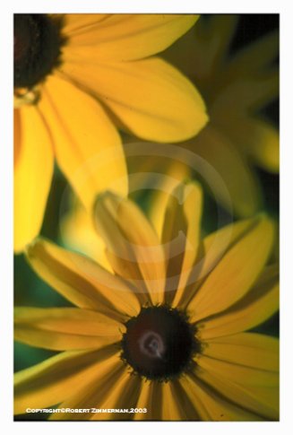 Flowers 4 Art Print - Daisy