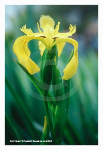 Flowers 5 Art Print - Iris