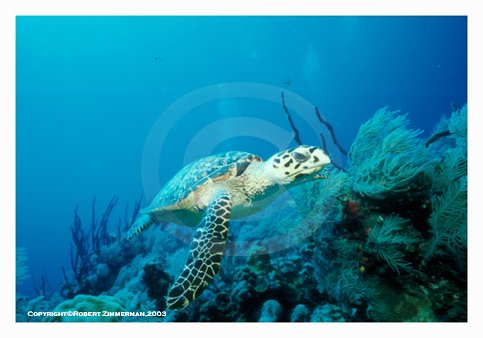 Mammals 10 Turtle Art Print