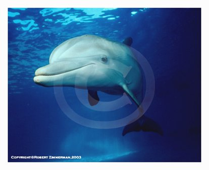 Mammals 11 Dolphin Art Print