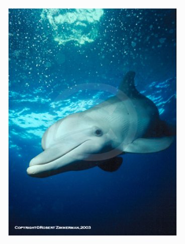 Mammals 12 Dolphin Art Print
