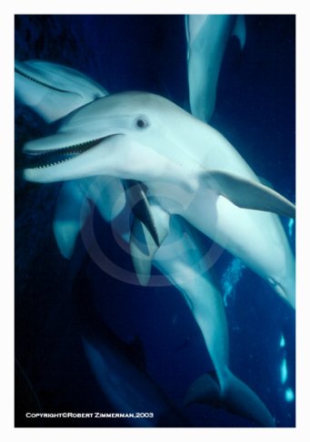 Dolphin Art Print