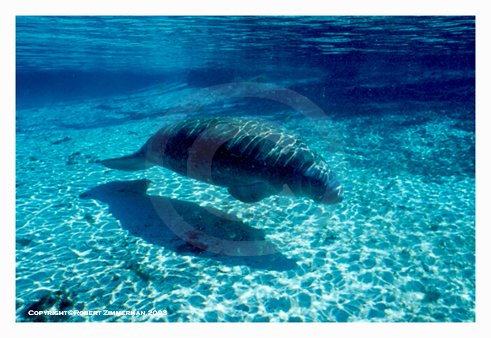 Mammals 2 Manatee Art Print