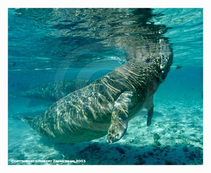 Mammals 3 Manatee Art Print
