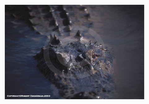 Alligator Art Print