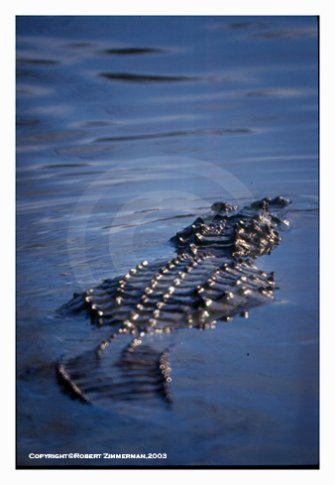 Alligator Art Print