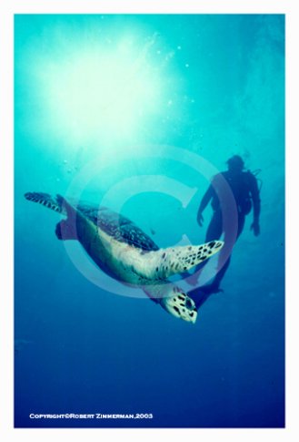 Mammals 6 Turtle Art Print