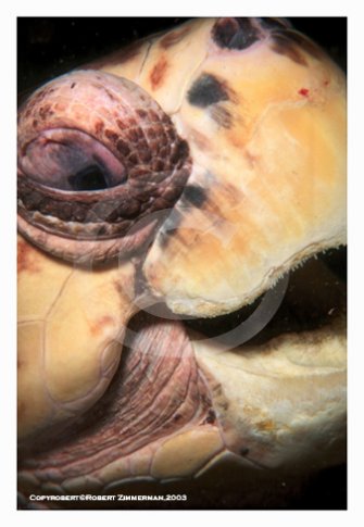 Turtle Art Print